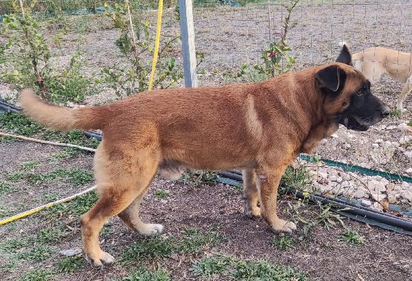 Tyson gigante dal carattere mite (nato intorno al 2014) Foto 4